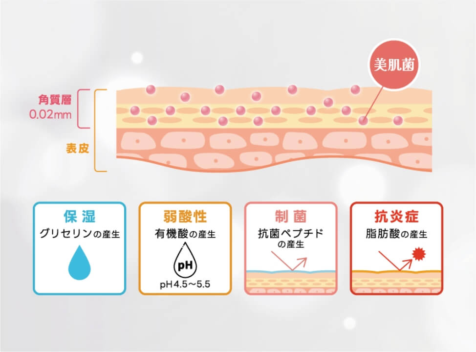 保湿：グリセリンの生産、弱酸性：有機酸の生産pH4.5~5.5、制菌：抗菌ペプチドの生産、抗炎症；脂肪酸の生産